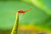 拍摄产品广告视频
:定焦镜头在视频拍摄中，用来拍摄哪些方面比较合适？