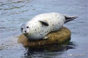 海豹短视频
:我们知道水族馆里的海豹会为人们表演拍手，请问它本身就具备这个能力吗？