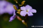 花朵短视频
:你有哪些小绝招来拍摄花朵？