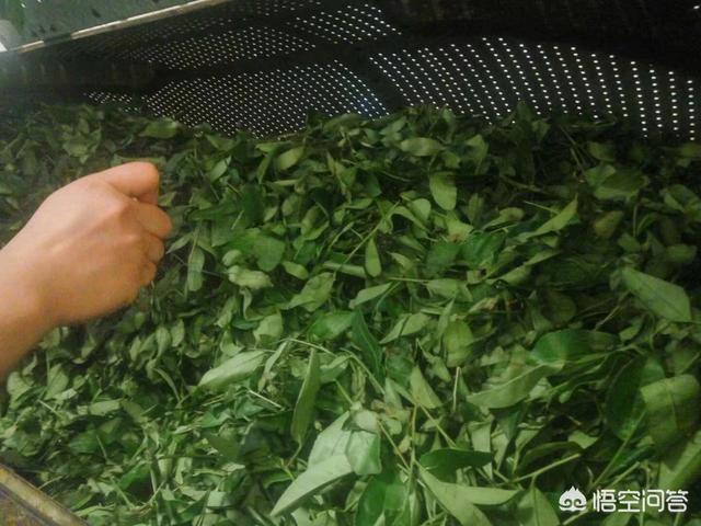 茶叶制作过程视频
:茶叶你喝过，你见过茶叶的加工流程吗？  第2张