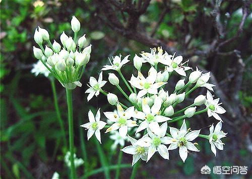 韭菜花的腌制方法视频
:怎么腌制韭菜花好吃？  第2张