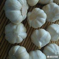 糖醋蒜的制作视频
:糖醋大蒜怎么做？  第3张