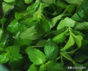 薄荷糖做法视频
:薄荷糖制作方法？  第1张