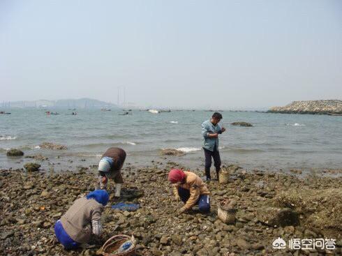 海鲜宣传视频
:三农赶海视频很火爆，勾起人们的好奇和欲望，有多少人想吃又没吃过海鲜？  第2张