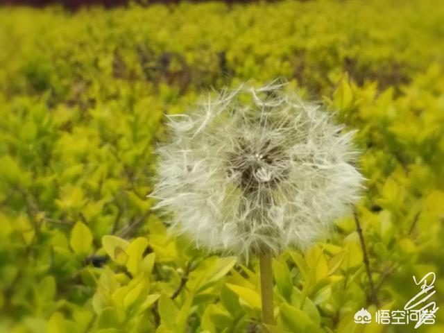 野花短视频
:这个季节的农村，田野路边开满了各式各样的野花，你最喜欢的野花是什么？  第3张